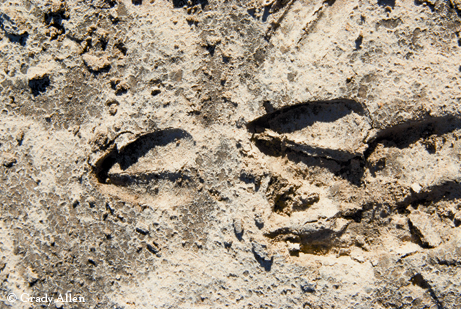 Deer tracks